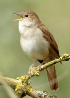 Nightingale Luscinia megarhynchos