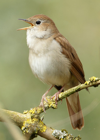 Nightingale Luscinia megarhynchos