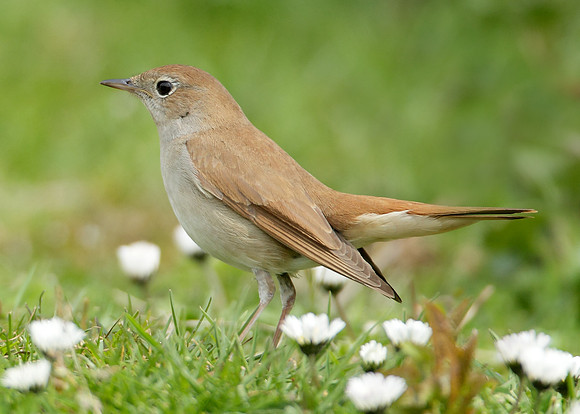 Nightingale Luscinia megarhynchos