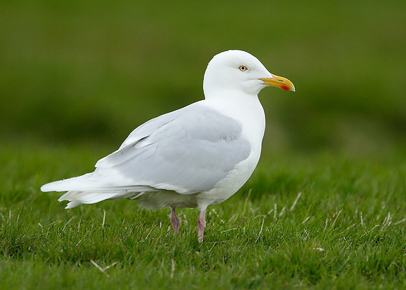 Iceland Gull Larus glaucoides