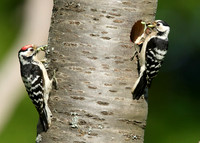 Lesser Spotted Woodpecker Dendrocopus minor