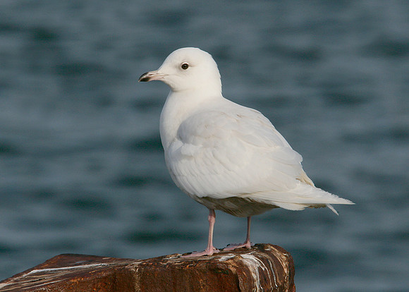 Iceland Gull Larus glaucoides