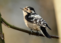 Lesser Spotted Woodpecker Dendrocopus minor