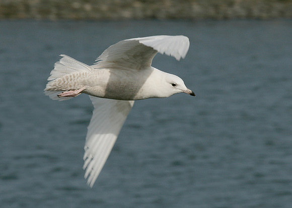 Iceland Gull Larus glaucoides