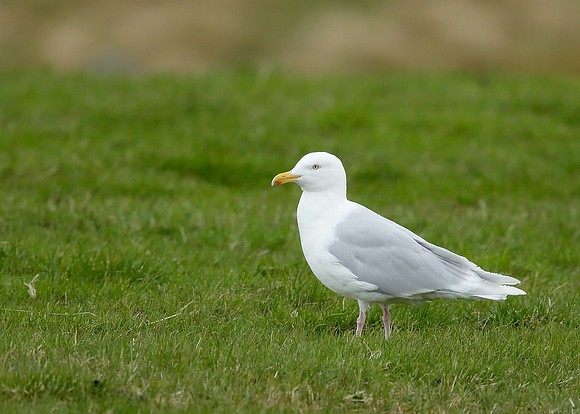 Iceland Gull Larus glaucoides