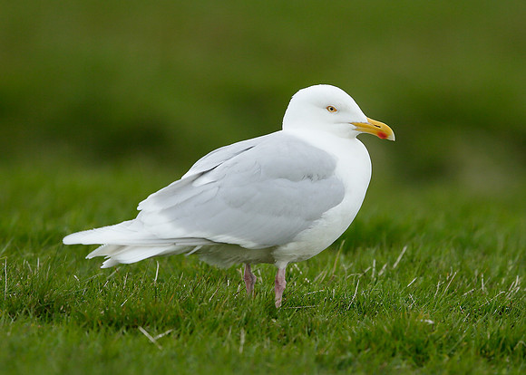 Iceland Gull Larus glaucoides