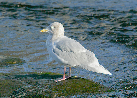 Iceland Gull Larus glaucoides