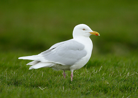 Iceland Gull Larus glaucoides