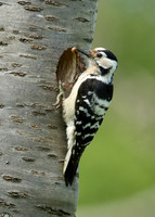 Lesser Spotted Woodpecker Dendrocopus minor