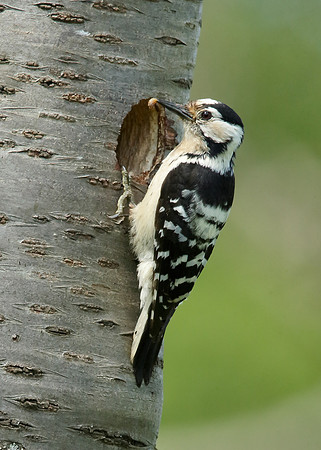 Lesser Spotted Woodpecker Dendrocopus minor