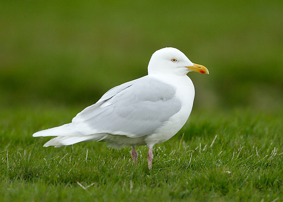 Iceland Gull Larus glaucoides