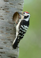 Lesser Spotted Woodpecker Dendrocopus minor