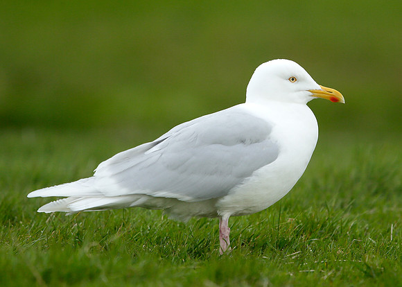 Iceland Gull Larus glaucoides