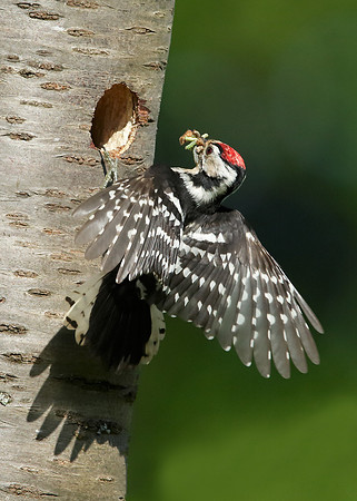 Lesser Spotted Woodpecker Dendrocopus minor
