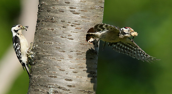 Lesser Spotted Woodpecker Dendrocopus minor