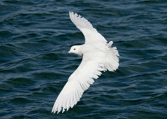 Iceland Gull Larus glaucoides