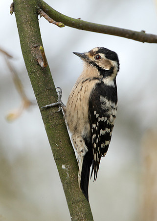 Lesser Spotted Woodpecker Dendrocopus minor