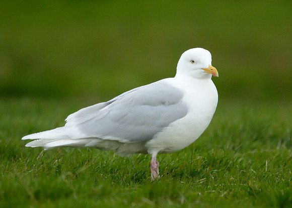 Iceland Gull Larus glaucoides