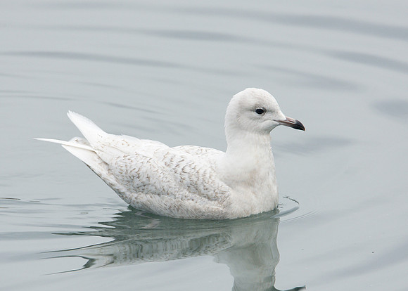 Iceland Gull Larus glaucoides