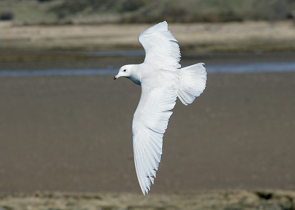 Iceland Gull Larus glaucoides