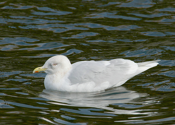 Iceland Gull Larus glaucoides