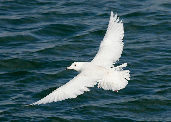 Iceland Gull Larus glaucoides