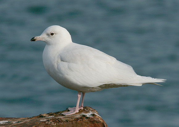 Iceland Gull Larus glaucoides