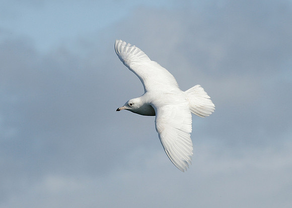 Iceland Gull Larus glaucoides