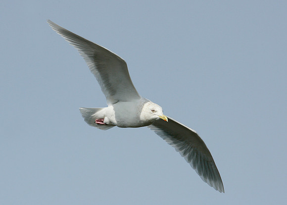 Iceland Gull Larus glaucoides