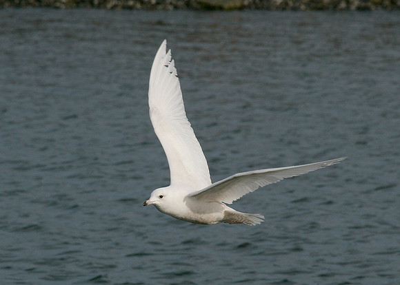 Iceland Gull Larus glaucoides