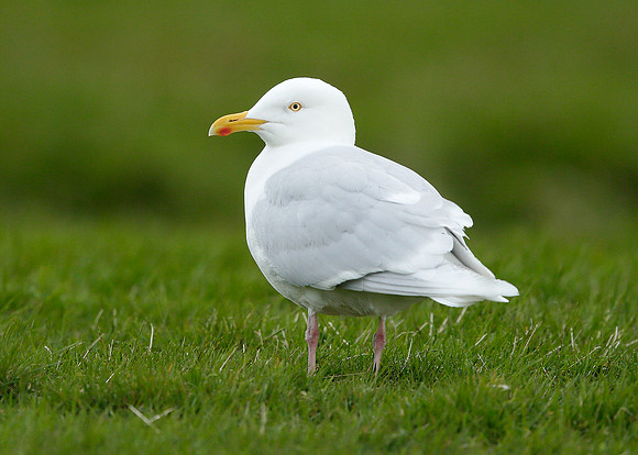 Iceland Gull Larus glaucoides