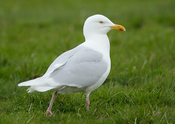 Iceland Gull Larus glaucoides