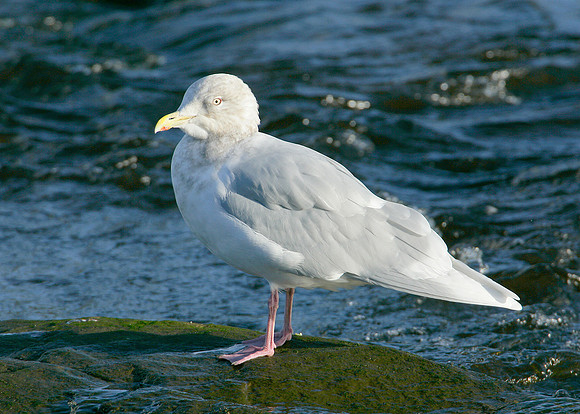 Iceland Gull Larus glaucoides