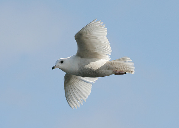 Iceland Gull Larus glaucoides