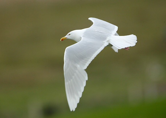 Iceland Gull Larus glaucoides