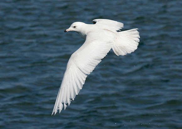 Iceland Gull Larus glaucoides