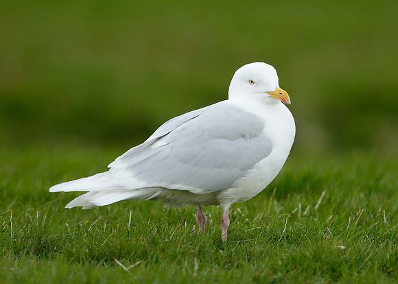Iceland Gull Larus glaucoides