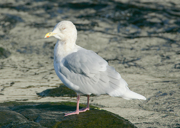 Iceland Gull Larus glaucoides