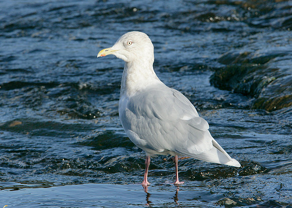 Iceland Gull Larus glaucoides