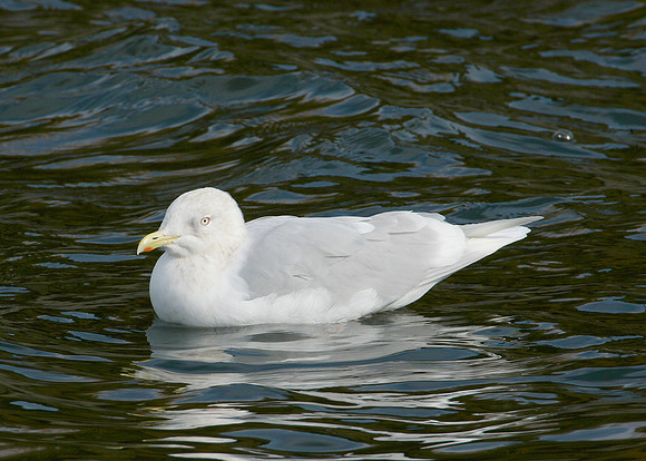Iceland Gull Larus glaucoides