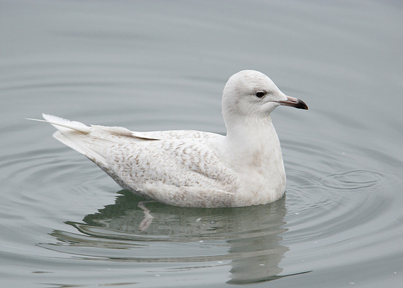 Iceland Gull Larus glaucoides