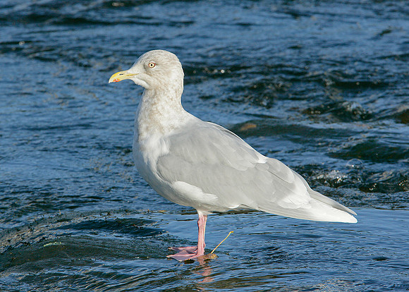 Iceland Gull Larus glaucoides