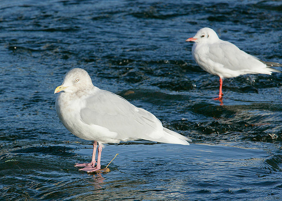 Iceland Gull Larus glaucoides
