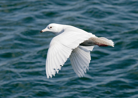 Iceland Gull Larus glaucoides