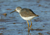 Lesser Yellowlegs Stiffkey 2004-2005