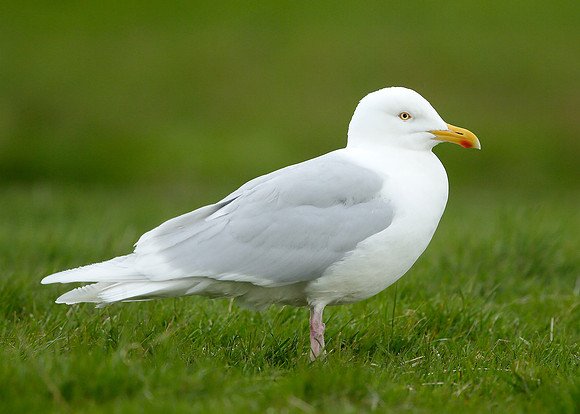 Iceland Gull Larus glaucoides