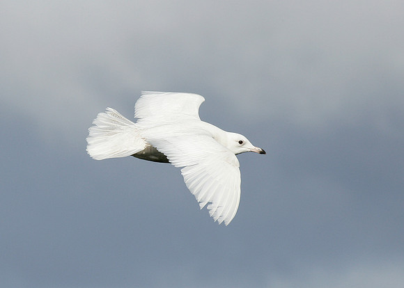 Iceland Gull Larus glaucoides