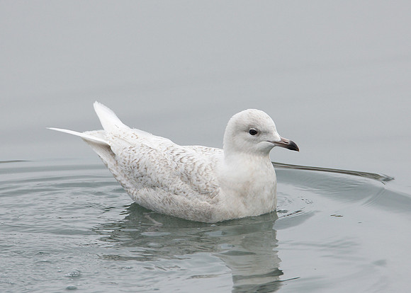 Iceland Gull Larus glaucoides