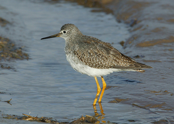 Lesser Yellowlegs Tringa flavipes