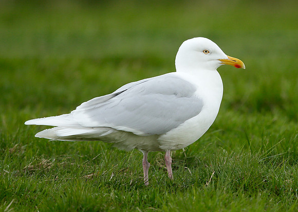 Iceland Gull Larus glaucoides